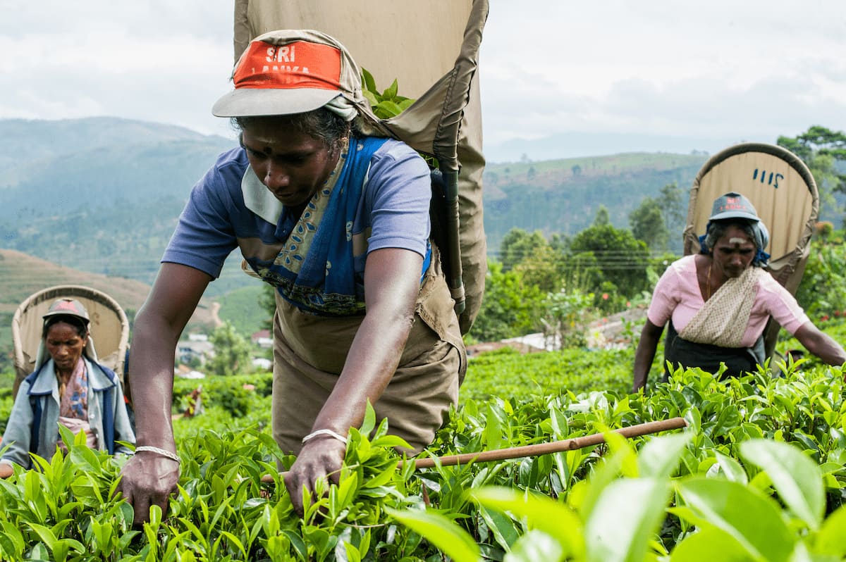 The difference between tea packers and tea growers