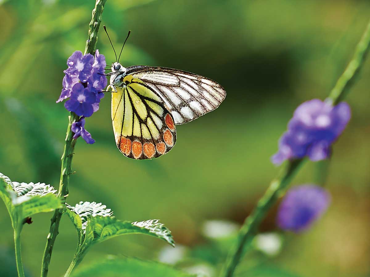Biodiversity in a cup of tea